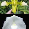 Paphiopedilum hirsutissimum x godefroyae alba