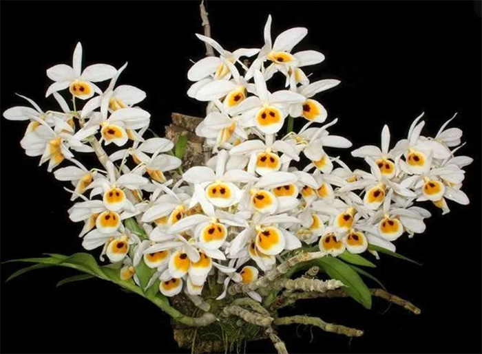 Dendrobium bensoniae