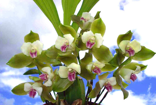 Lycaste puntarenasensis