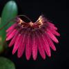 Bulbophyllum zamboangense