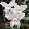 Cattleya amethystoglossa alba