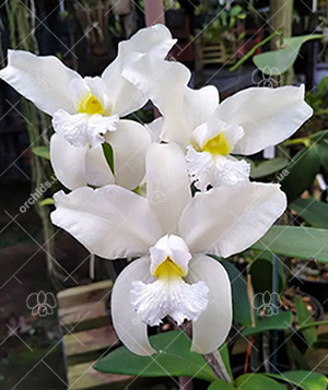 Cattleya amethystoglossa alba