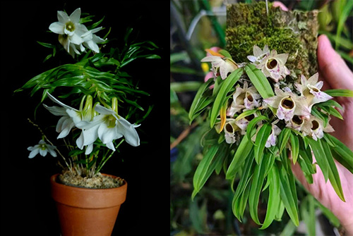 Dendrobium auriculatum x hekouense