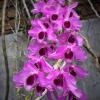 Dendrobium Nestor Jairak