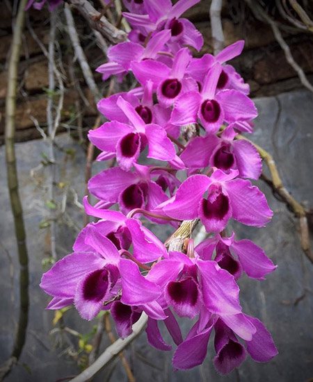 Dendrobium Nestor Jairak
