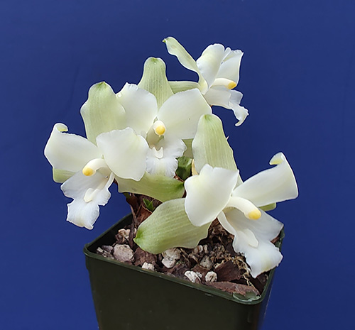 Lycaste Birthday Girl