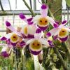 Dendrobium pendulum Dark Eyes