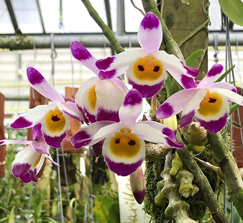 Dendrobium pendulum Dark Eyes