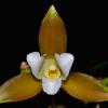 Lycaste x niesseniae