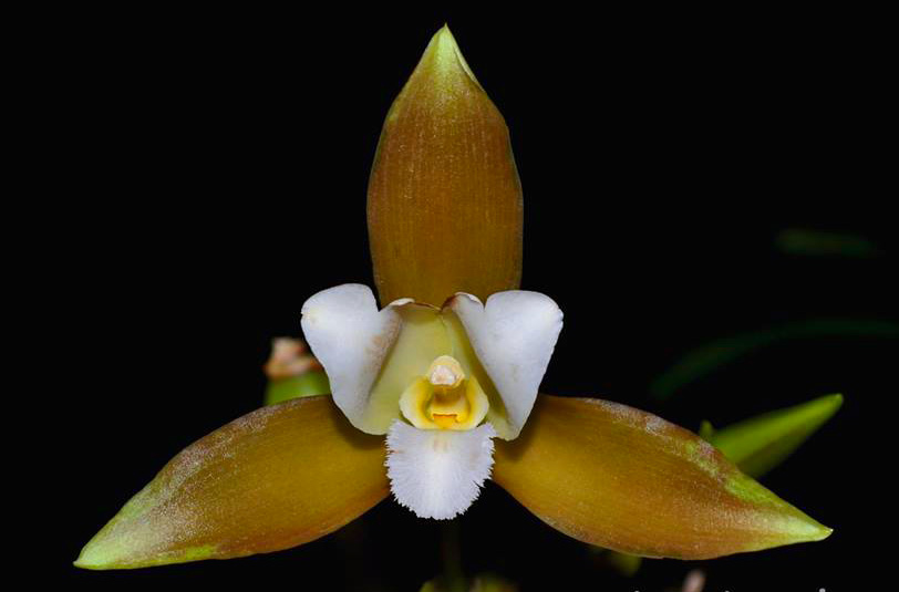 Lycaste x niesseniae