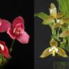 Lycaste Yi Ying Sakura 129 x deppei
