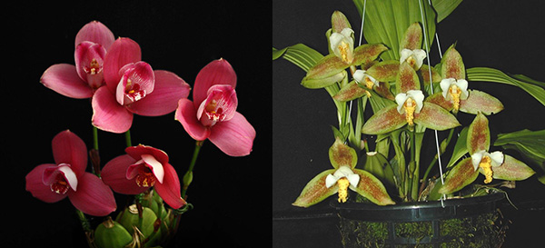 Lycaste Yi Ying Sakura 129 x deppei