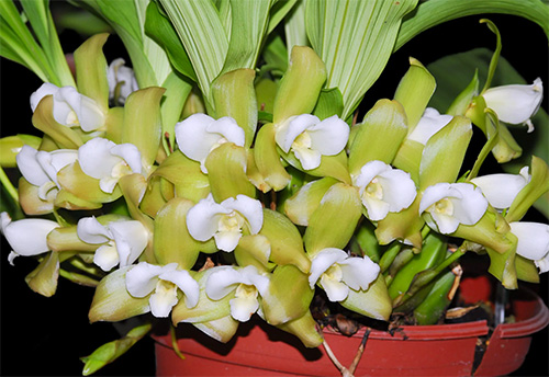 Lycaste luminosa
