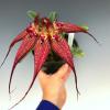 Bulbophyllum rothschildianum 'Red Chimney'