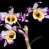 Dendrobium jinghuanum Black Eyes
