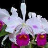 Cattleya trianaei var semi-alba aquini