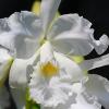 Cattleya warscewiczii alba