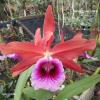 Laelia tenebrosa rubra x red