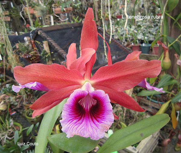 Laelia tenebrosa rubra x red