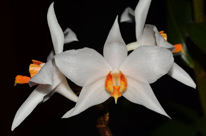 Dendrobium daklakense