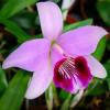 Laelia dayana