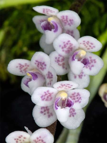 Chiloschista shanica