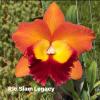 Rhyncholaeliocattleya Siam Legasy
