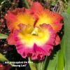 Rhyncholaeliocattleya Shinaphat on Fire 'Young Lad'