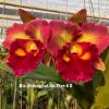 Rhyncholaeliocattleya Shinaphat on Fire '#2'