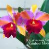 Rhyncholaeliocattleya Amazing Siam 'Rainbow Moon'