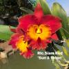 Rhyncholaeliocattleya Siam Red 'Sun and Moon'