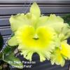 Rhyncholaeliocattleya Siam Paradise 'Lemon Field'