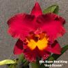 Rhyncholaeliocattleya Siam Red King 'Red Ocean'