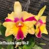 Rhyncholaeliocattleya Thaksina Candy '#2'