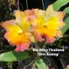 Rhyncholaeliocattleya Miss Thailand 'Orn Anong'