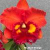 Rhyncholaeliocattleya Siam Orange '#3'