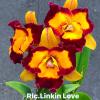 Rhyncholaeliocattleya Linkin Love 'Chester'