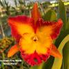 Rhyncholaeliocattleya Siam Fier Work 'Solar Flare'