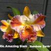 Rhyncholaeliocattleya Amazing Siam 'Rainbow Earth'