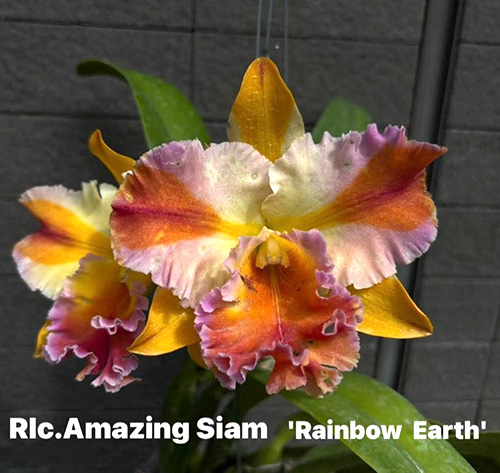 Rhyncholaeliocattleya Amazing Siam 'Rainbow Earth'
