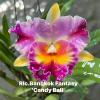 Rhyncholaeliocattleya Bangkok Fantasy 'Candy Ball'