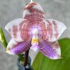 Phalaenopsis Mituo Purple Oriole 'Fireworks'
