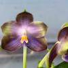 Phalaenopsis Mituo Blue Cat 'Rainy Night'