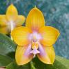 Phalaenopsis Mituo Double Gelb Eagle 'Yellow Peach'