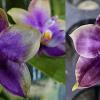 Phalaenopsis Mituo Blue Smurfs x Mituo Speciosa Dragon