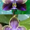 Phalaenopsis Mituo Speciosa Dragon x Mituo Obsidian 'Pluto'