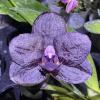 Phalaenopsis (Mituo Diamond 'Cinderella' x Mituo 24 Solar Terms  'Black  Angel')