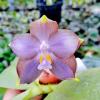 Phalaenopsis Mituo Blue Cat 'Azure Mushroom'