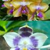Phalaenopsis Mituo GH King Star 'Blueberry' x Mituo Speciosa Dragon
