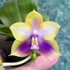Phalaenopsis Mituo Double Gelb Eagle 'Golden Sparrow'